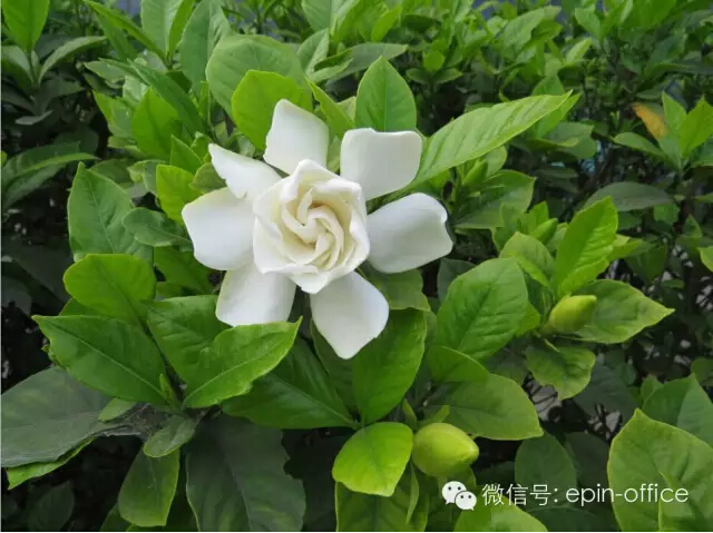 香蕉成人在线网站欧迪办公家具2015年第二届文化节